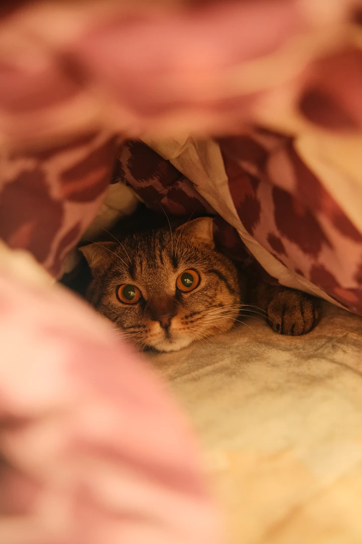 A cat peeking out from under a blanket