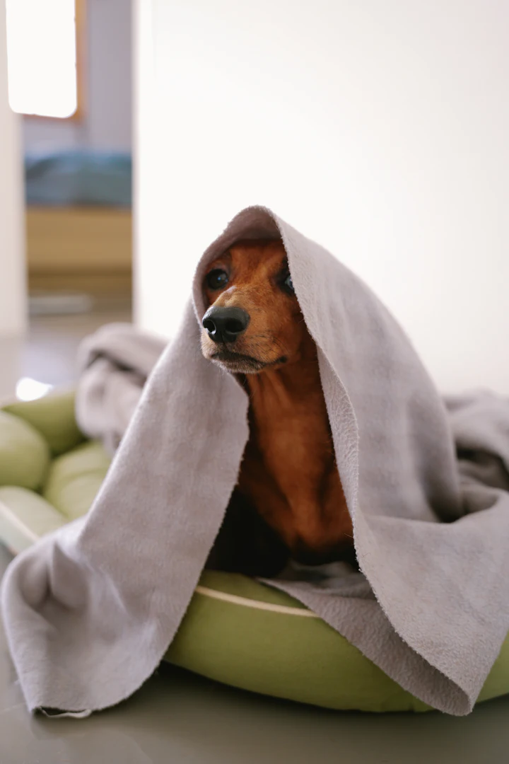 A dachshund wrapped in a grey blanket