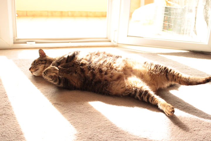 A tabby cat stretched out on a carpet in stripes of sunlight