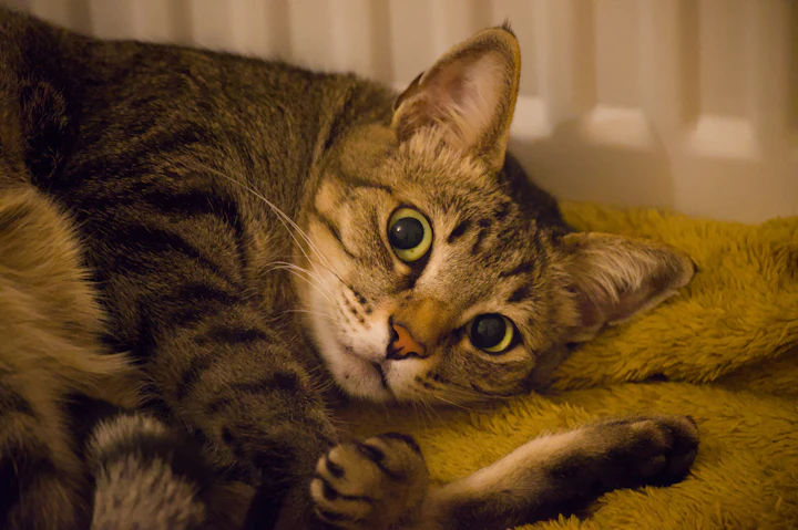 A tabby cat lying on a yellow blanket