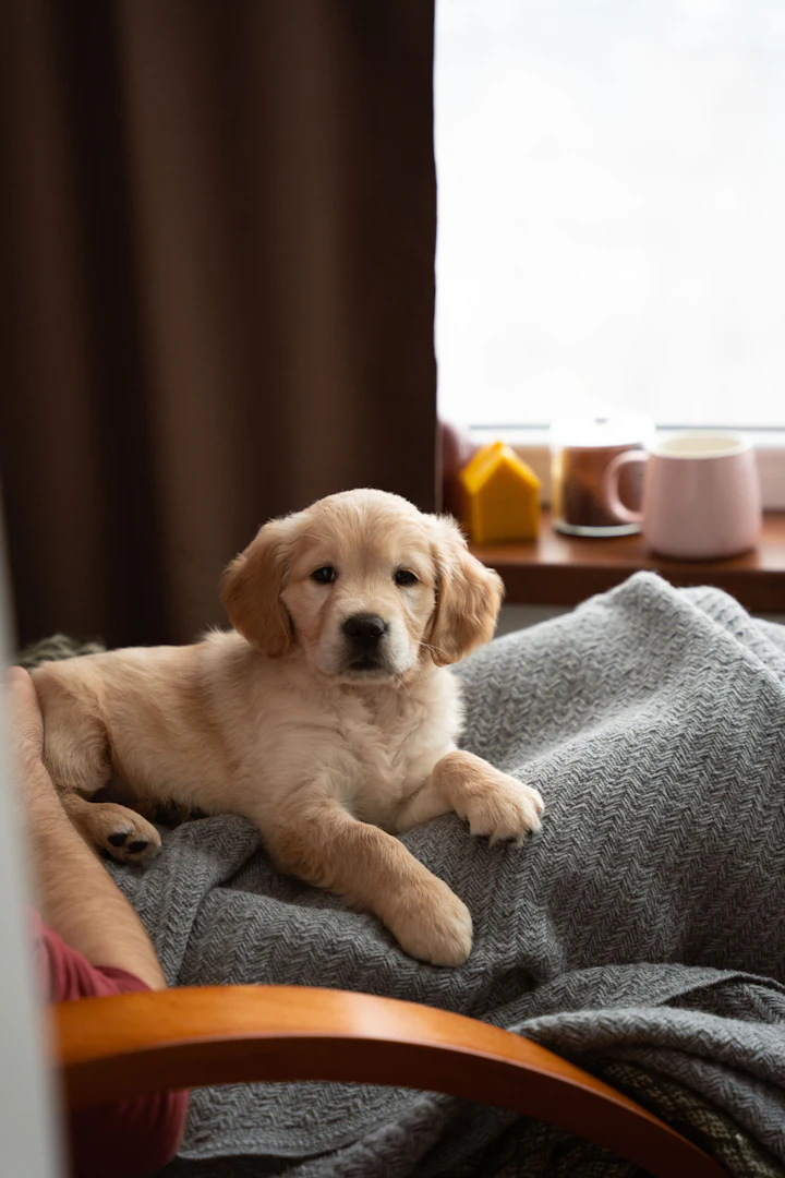 A golden retriever puppy on a blanket in a chair by a window