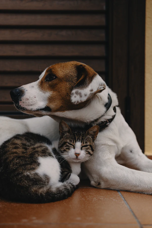 A tabby and white cat dozing against the chest of a white and brown dog on a tiled floor