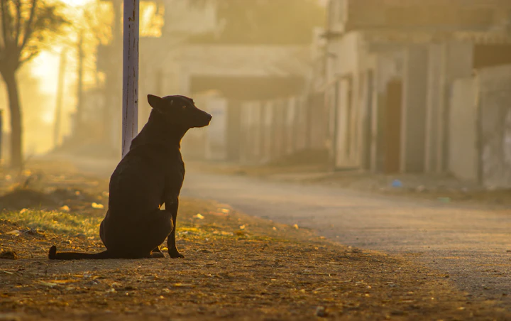 A dark dog sitting alone beside a dirt road in early morning light