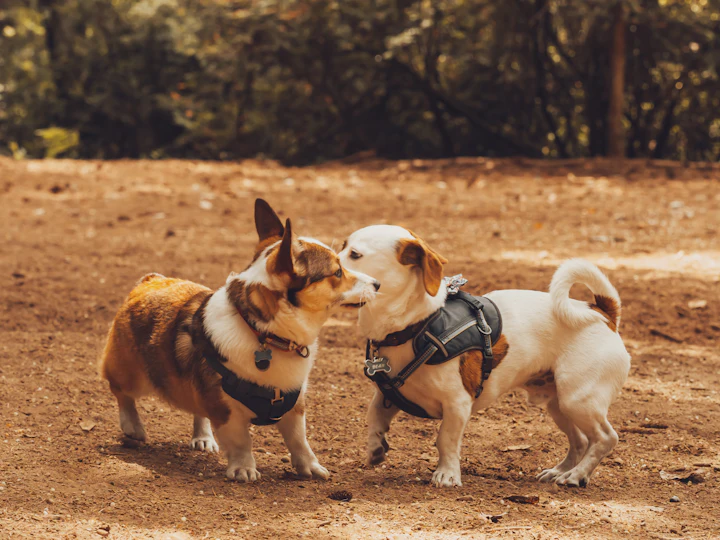 Two small dogs in harnesses greeting each other on bare ground