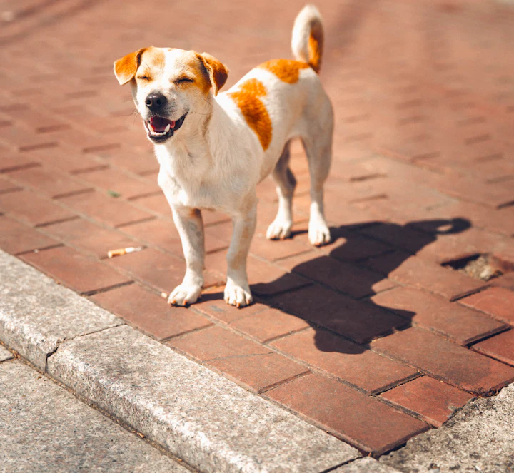 A white dog with orange patches standing on sunlit brick pavement
