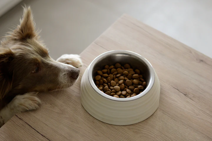 A dog sniffing a bowl of dry food on a wooden table