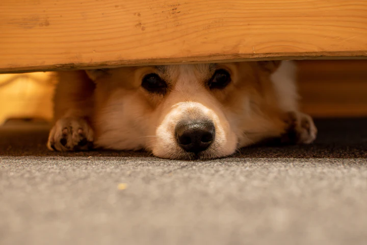 A dog lying under a wooden table and looking out