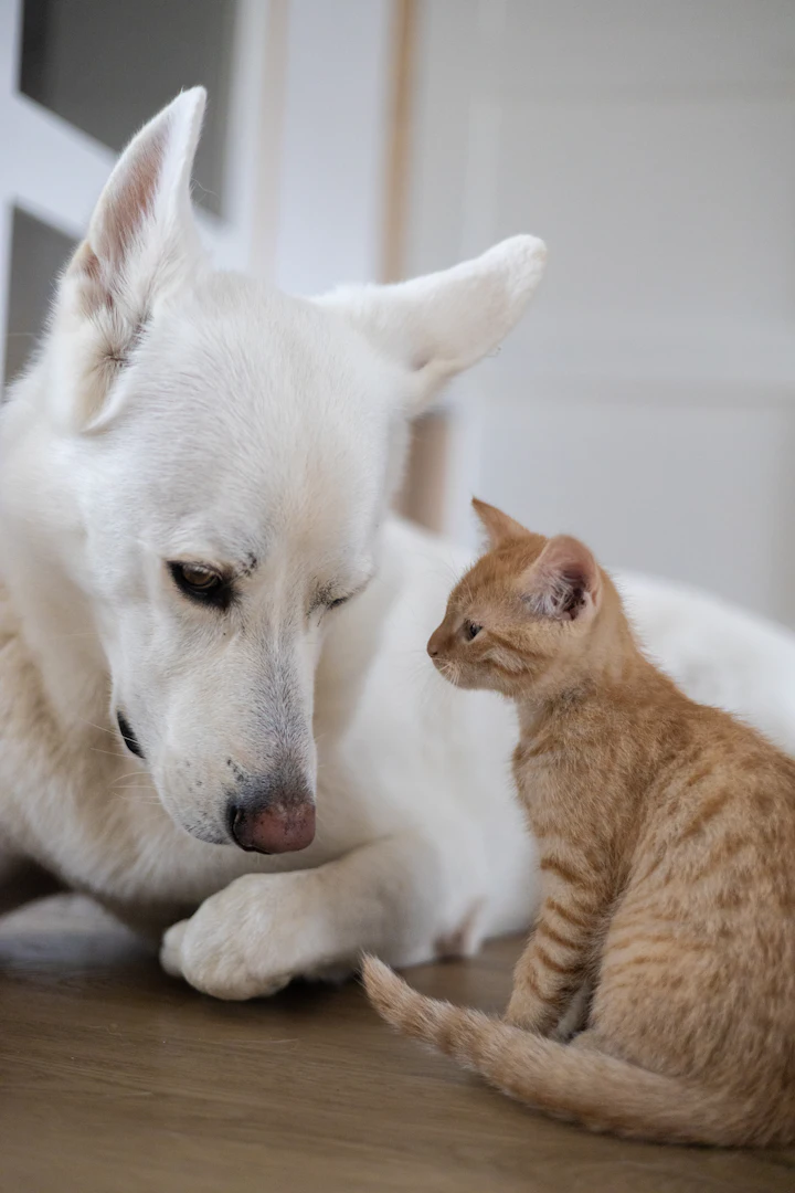 A white dog leans toward an orange kitten on a wooden floor